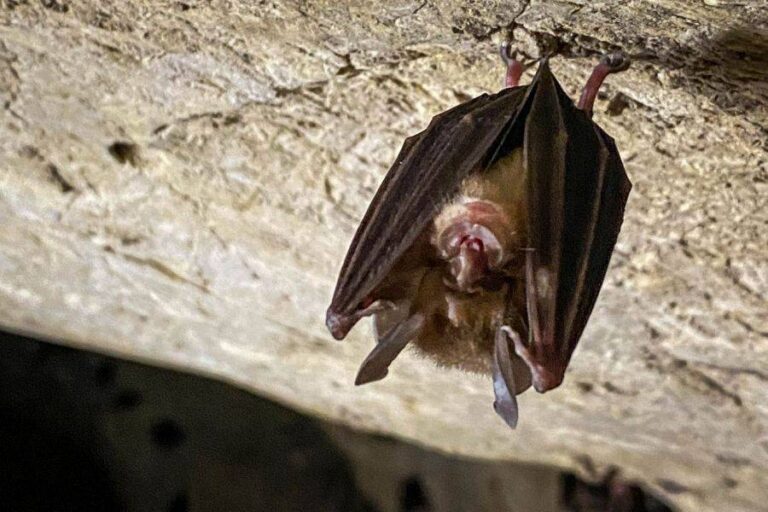 Anagami limestone cave horseshoe bat