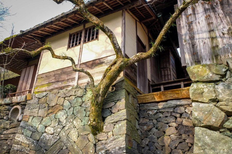 Garyu Sanso tree
