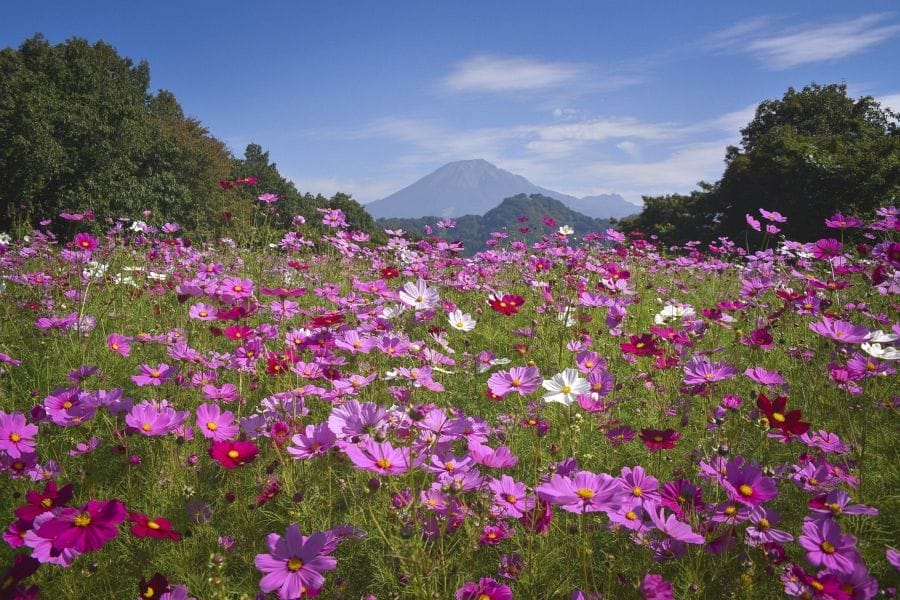 Tottori Hanakairo Flower Park