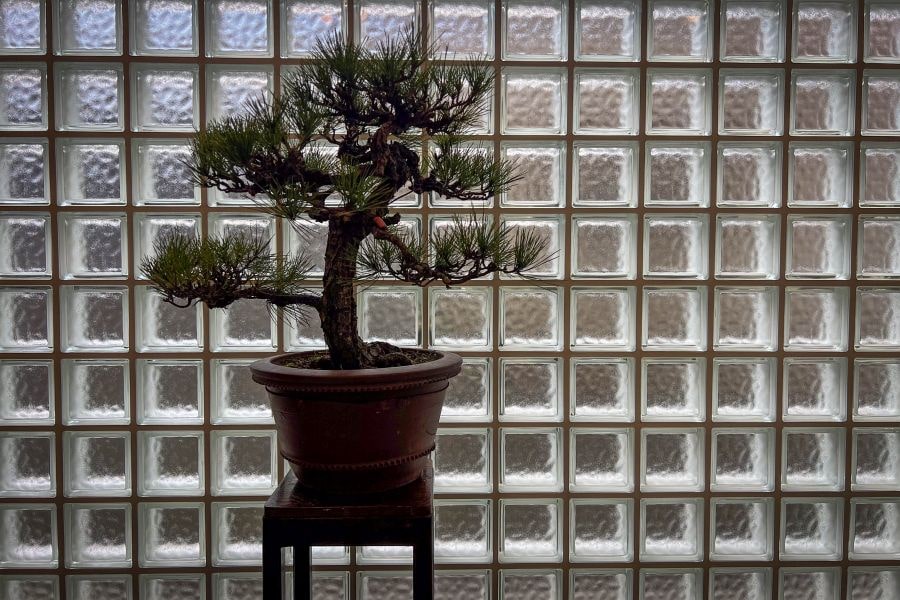 Imabari-Ikeda-san-shop-bonsai