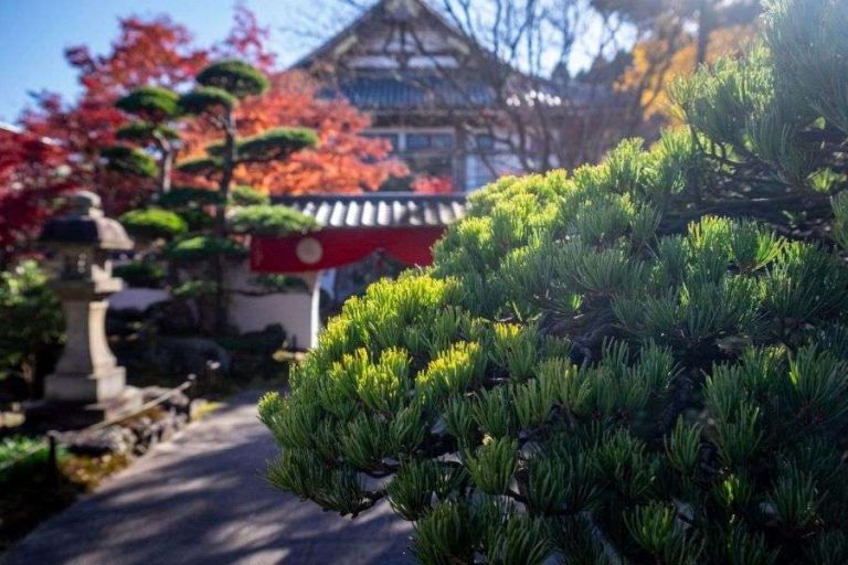Jigen ji Temple garden with pine tree