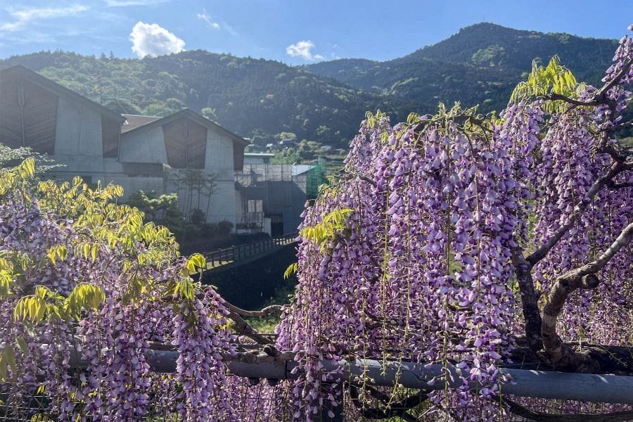 Kamiyama wisteria bridge