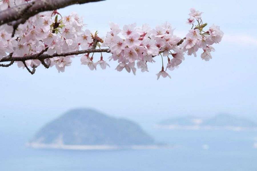 Kashima Island and cherry blossom
