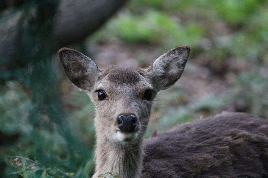 Kashima Island deer