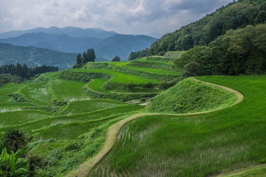 Keigetsu Brewery rice fields and road