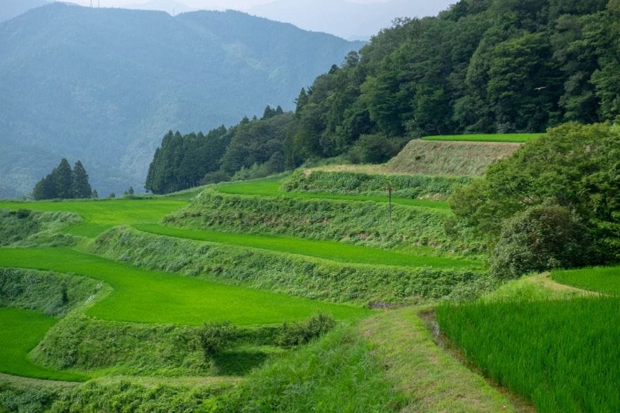 Keigetsu Brewery rice fields
