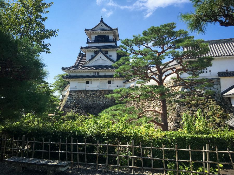 Kochi Castle and pine tree