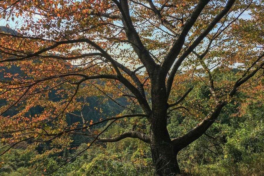 Mt. Takanawa cherry tree