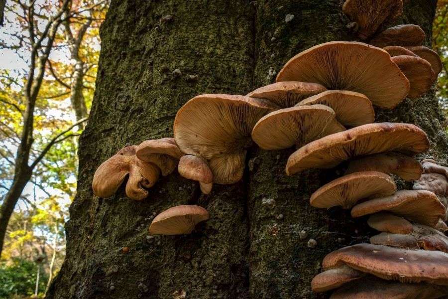 Mt. Takanawa fungus