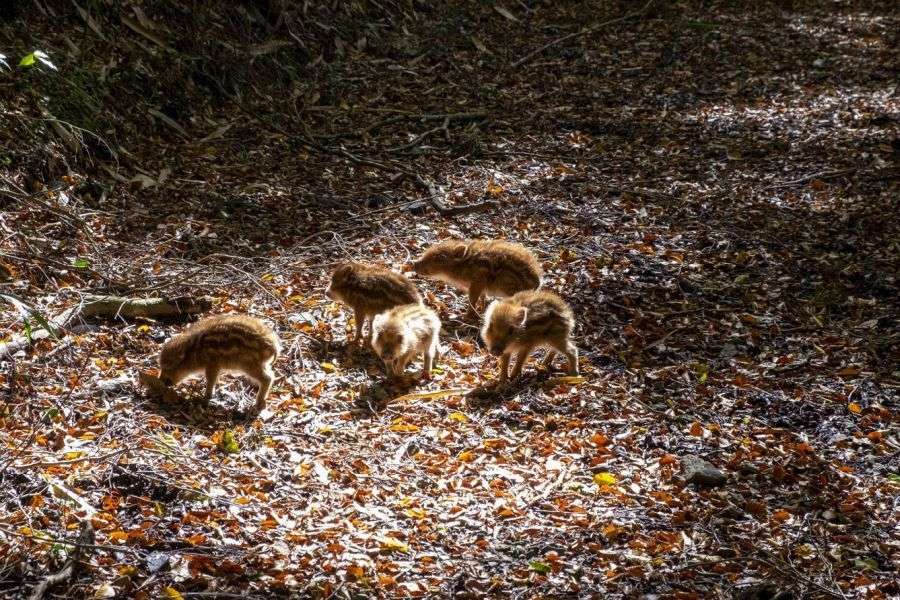 Mt. Takanawa wild boar