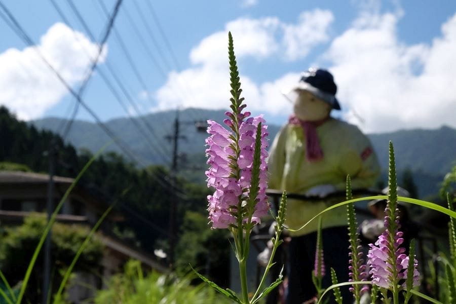 Nagoro doll summer