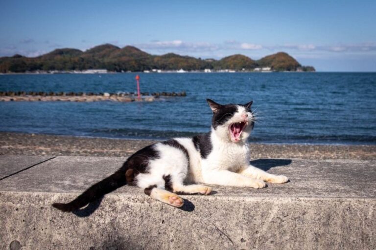 Nii Oshima cat
