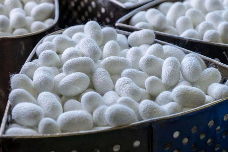 Nomura Silk Museum cocoons