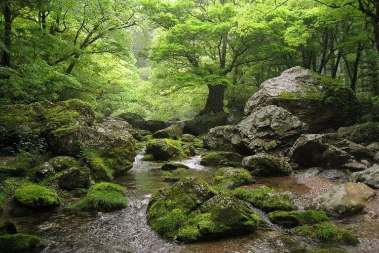 Odamiyama spring