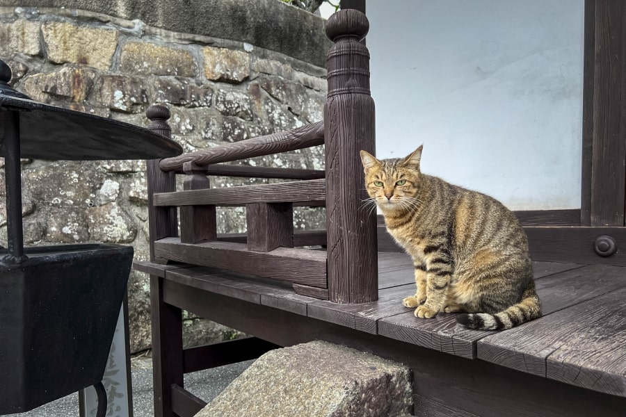 Onomichi Myosen-ji Temple cat sitting
