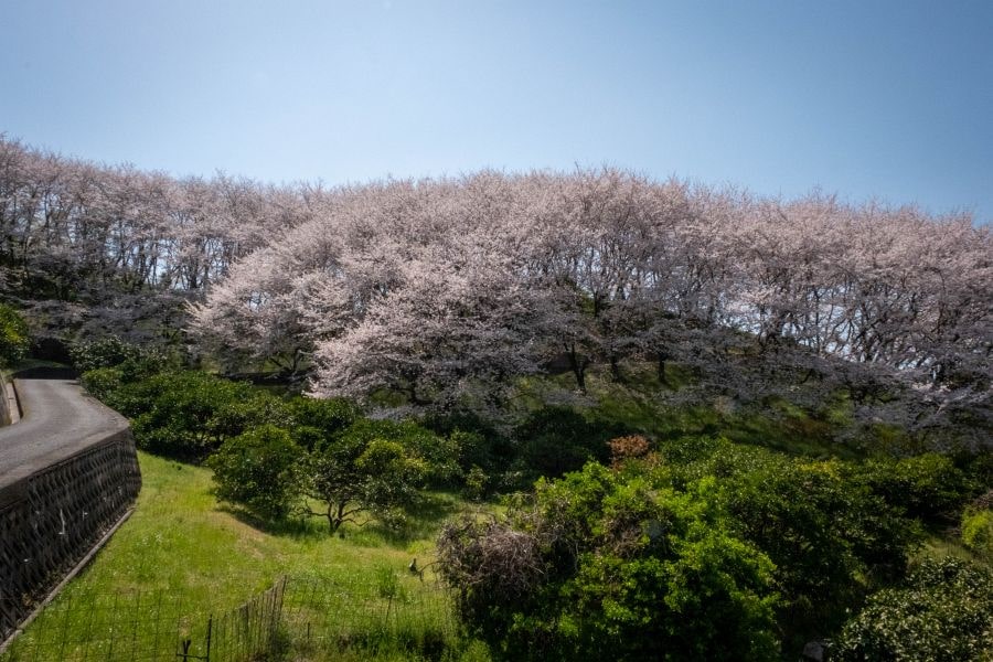 Sagi Island cherry blossom hill