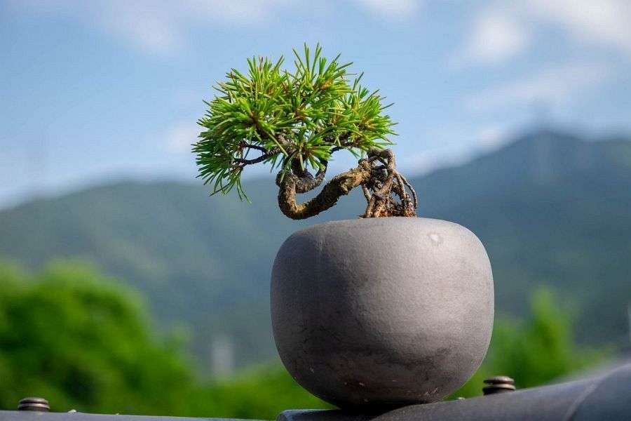 Saijo bonsai