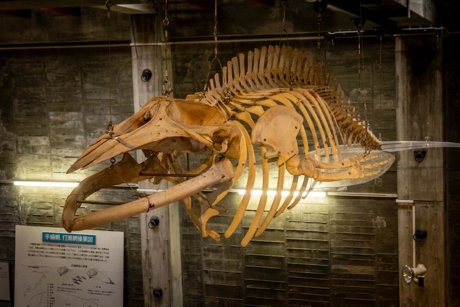 Seto Inland Sea Folk History Museum whale skeleton