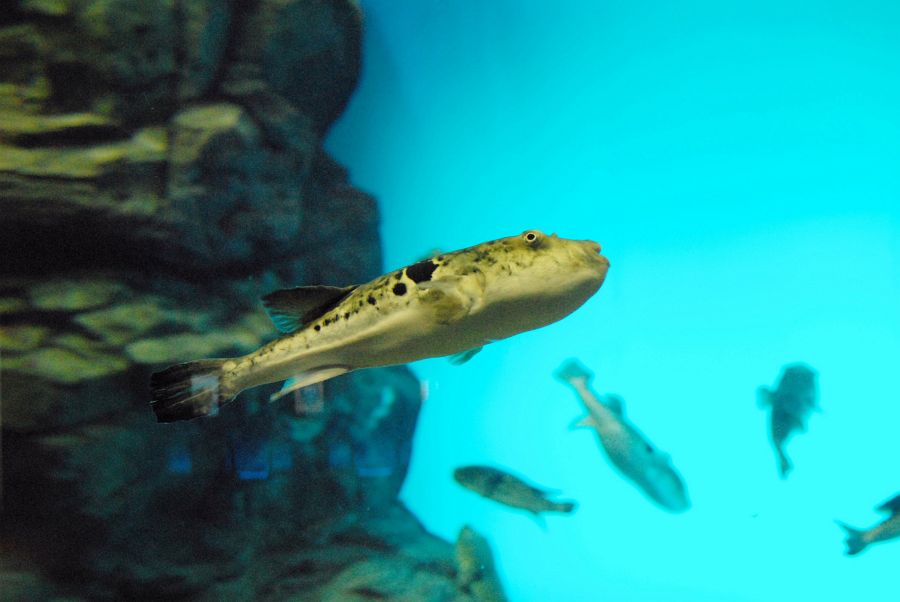 Shimonoseki fugu