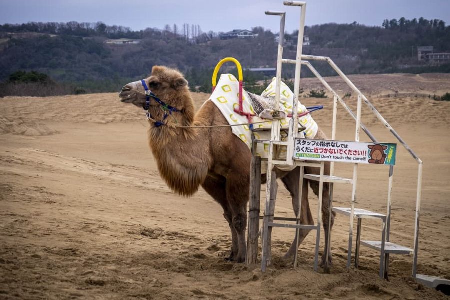 Tottori sand dunes camel
