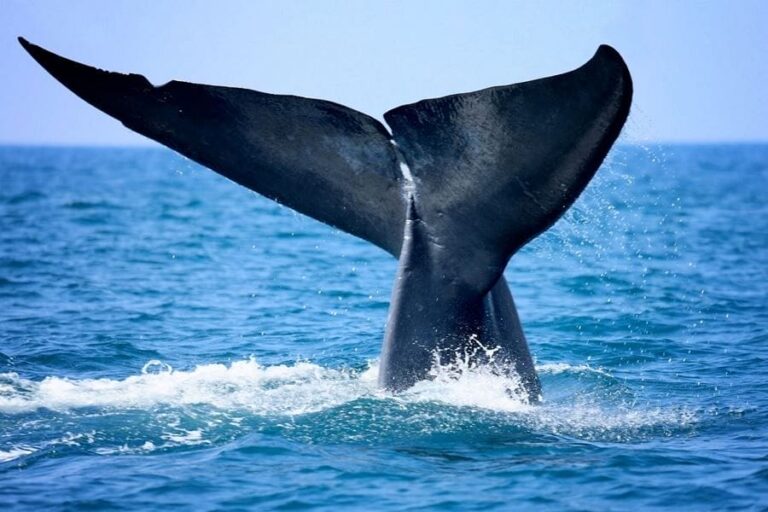 Whale tail