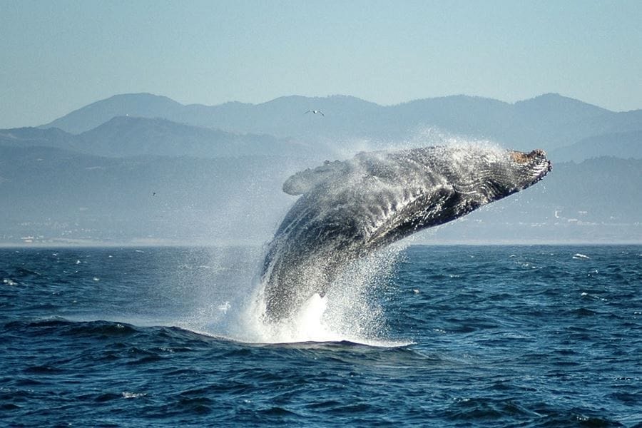 Whalewatching Kochi