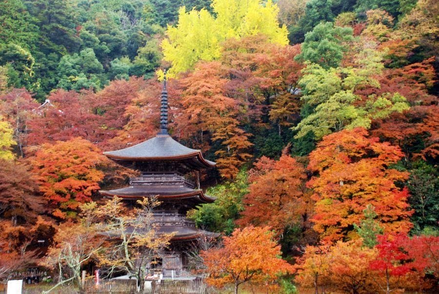 Maizuru Kongo in pagoda