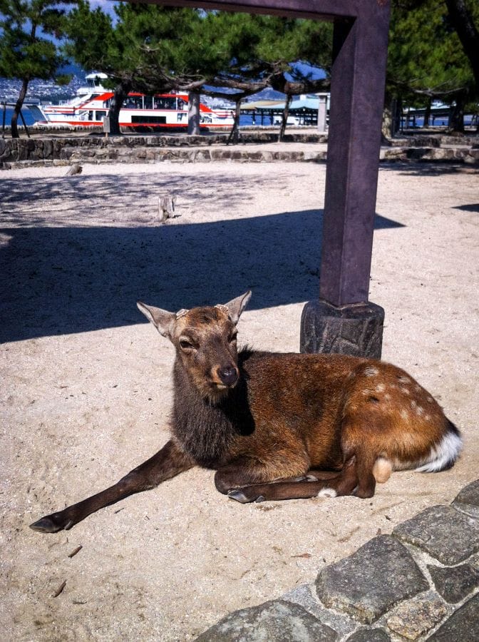 Miyajima deer lounging