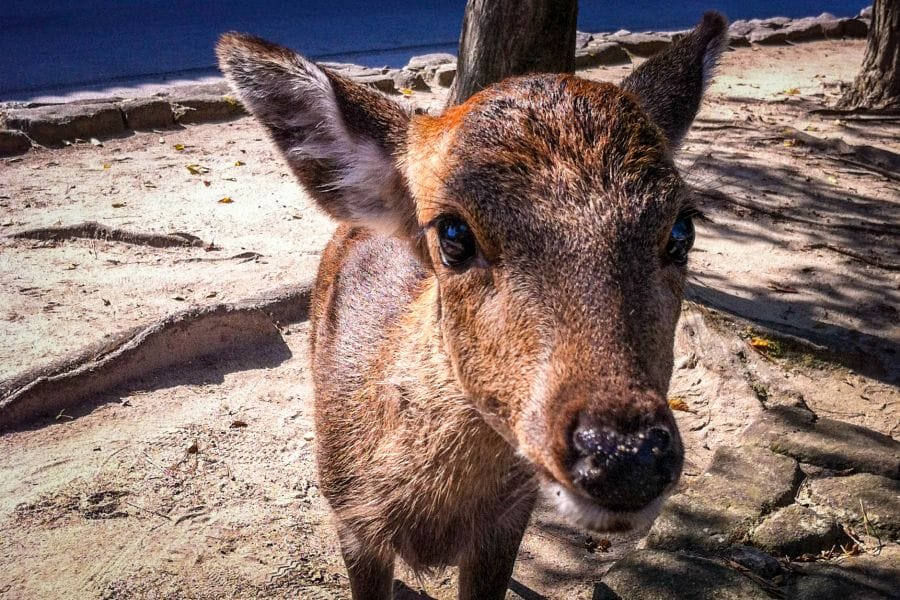 Miyajima deer young