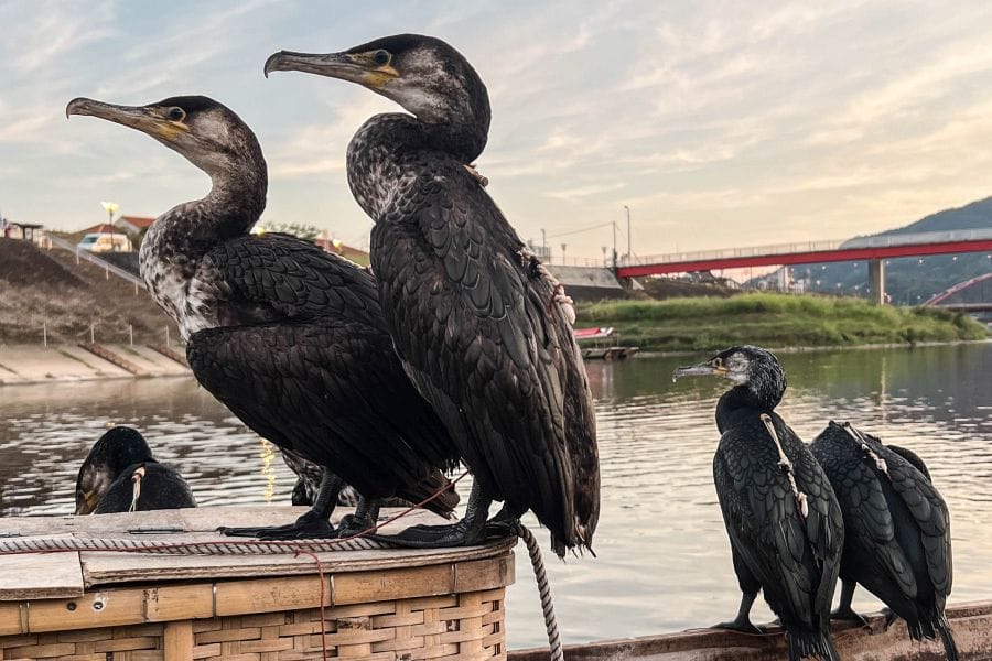 Ukai cormorants waiting