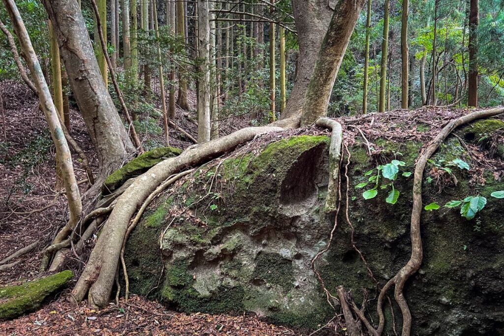 Futago-ji Temple forest