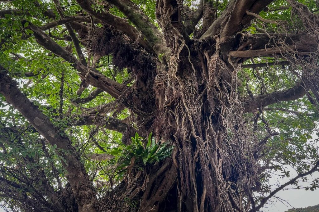 Goto Islands Narao Ako tree