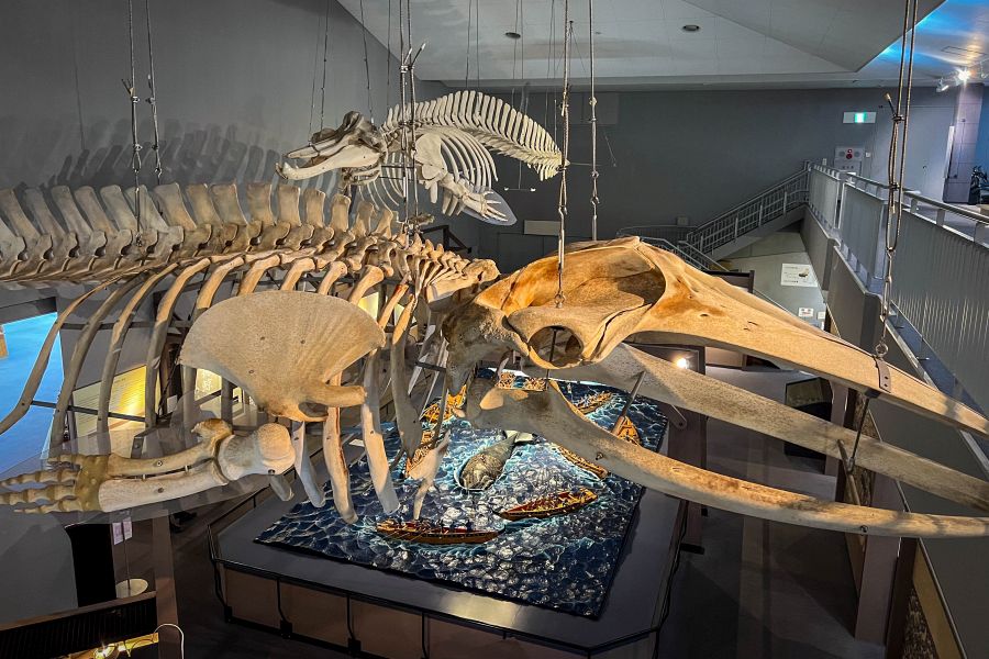 Hirado Ikitsuki-jima no Yakata Museum whale skeleton
