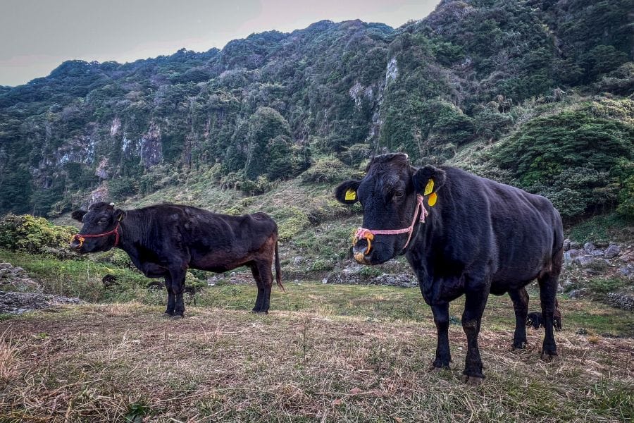Hirado Sunset Way black cattle