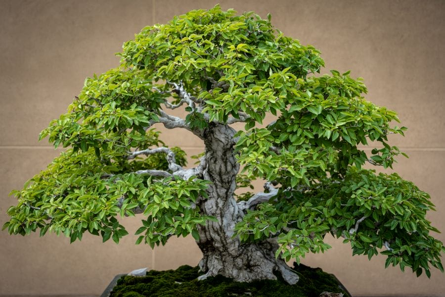 Omiya Bonsai Museum deciduous tree